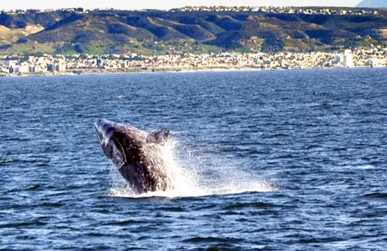 Gray Whale Breach 