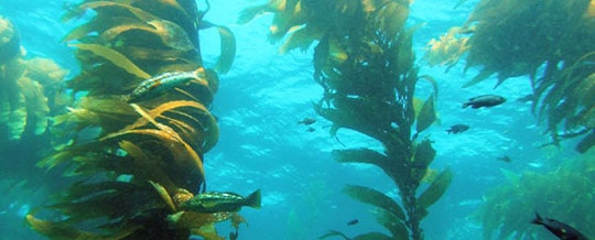 Kelp – Richest Beds on Earth off San Diego