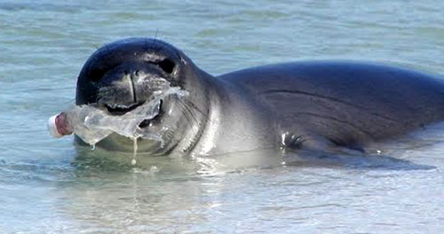 seal-with-plastic-bottle