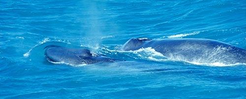 Blue Whales – Big Boats – Danger