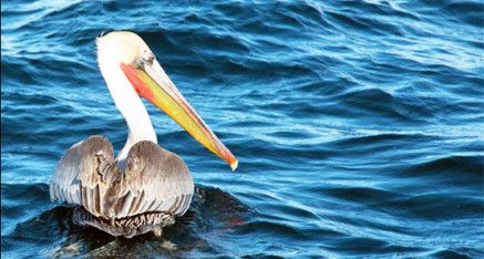Brown Pelican on San Diego Bay