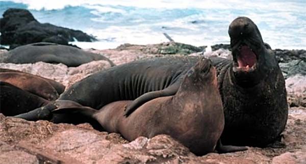 Elephant Seal with mate