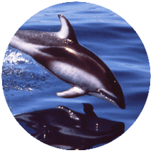 Pacific white Sided Dolphin